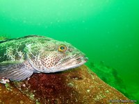 Lingcod